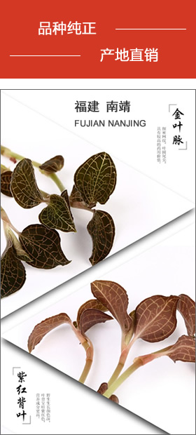 南靖金線(xiàn)蓮 品種純正，產(chǎn)地直銷(xiāo)