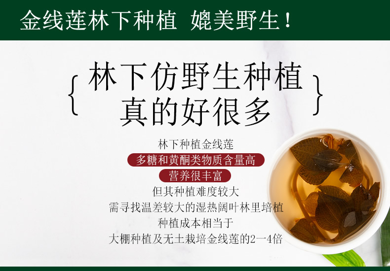 金線蓮林下種植 媲美野生！