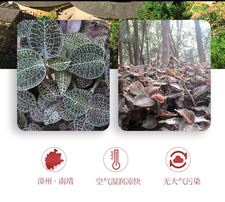 <a href=http://www.xyldsj.com/ target='_blank'>金線蓮</a>干品 50克10管 禮盒裝